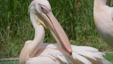 Der-östliche-Weiße-Pelikan-Putzt-Federn-Mit-Seinem-Schnabel-Auf-Einer-Grasbewachsenen-Wiese