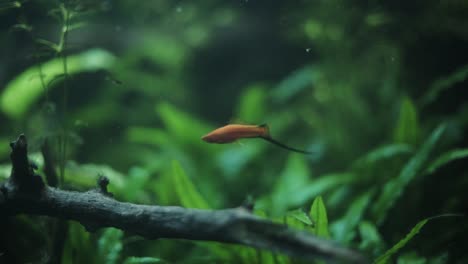 Wide-shot-of-a-small-red-swordtail-swimming-near-some-green-water-plants