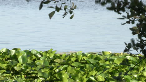 Teich-Mit-Schwimmenden-Blättern-Von-Seerosen-Und-Ästen,-Die-Sich-Mit-Dem-Wind-Bewegen