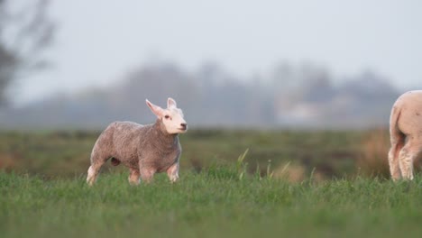 Slow-motion-shot-Juvenile-lambs-running-at-pasture-with-family---close-up