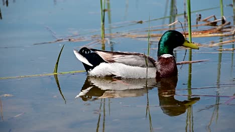 Single-mallard-duck-near-the-shore-of-a-lake