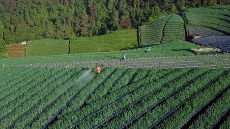 Group-of-farm-workers-spraying-pesticide-against-animals-and-insects-on-plantation-in-Asia---aerial-orbit-shot
