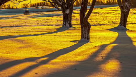 Timelapse-shot-of-golden-sunset-behind-snow-covered-floor-along-tree-forest-during-evening-time