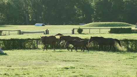 Herd-Of-Beautiful-Horses-In-Sunny-Countryside-Meadows