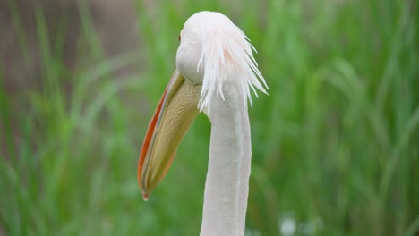 Nahaufnahme-Eines-östlichen-Weißen-Pelikans,-Der-Sich-Im-Seoul-Grand-Park-Zoo-Umschaut