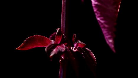 Coleus-Red-Velvet-Pflanze-Vor-Dunklem-Hintergrund.-Kamerafahrt
