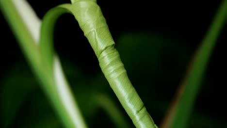 Sprouting-Leaf-Of-Monstera-Deliciosa-Plant