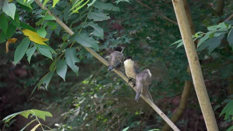 Erwachsene-Azurflügelige-Elster-Mutter-Mit-Zwei-Jungvögeln-Thront-Auf-Ast-Im-Wilden-Wald-In-Südkorea