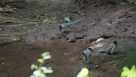Bandada-De-Pájaros-Urraca-De-Alas-Azules-Bañándose-Y-Bebiendo-Agua-De-Un-Arroyo-Poco-Profundo-En-El-Bosque,-Seúl,-Corea-Del-Sur