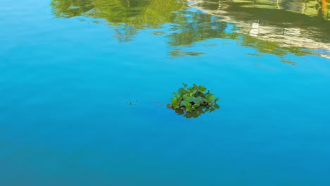 Wasserhyazinthenpflanze,-Die-Auf-Einem-Teich-Schwimmt