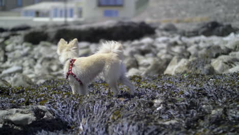 Small-Dog-standing-on-seaweed-in-slow-motion