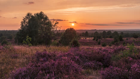 Timelapse-of-Sunset-in-Blooming-Heathland