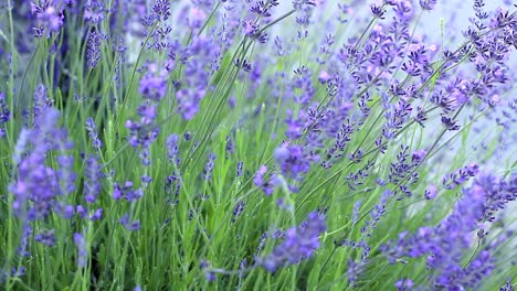 Lavender-plants-in-a-field-no-people-stock-footage