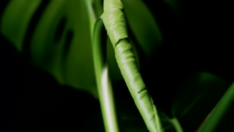 A-New-Leaf-Of-Monstera-Leaf-Still-In-Folded-State