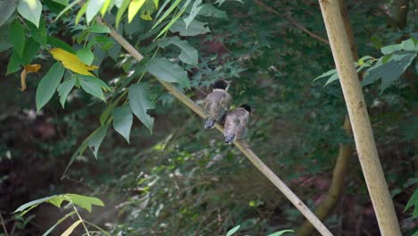 Two-Azure-winged-Magpie-Baby-Birds-on-a-Branch