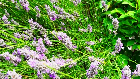 Bees-flying-around-lavender-flowers-in-Edinburgh