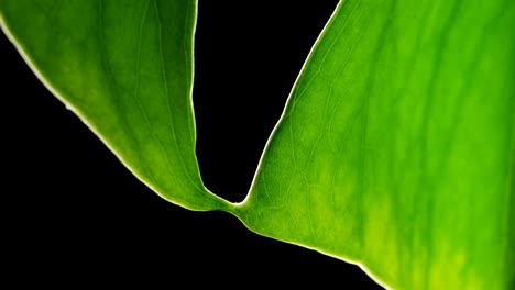 Closeup-Detail-Of-Green-Leaf-Monstera-Plant-In-Black-Backdrop