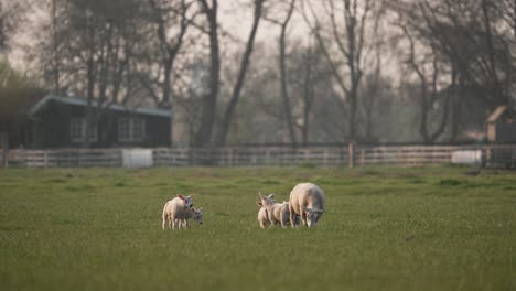 Wide-shot-of-Lamb-Family-with-adult-and-newborn-grazing-on-meadow