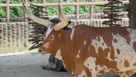 Ankole-Watusi-Cow-At-the-farm-1