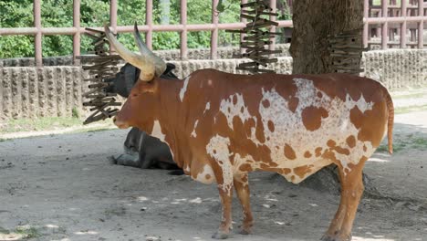 Vaca-Ankole-watusi-En-El-Zoológico-Del-Gran-Parque-De-Seúl