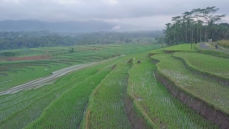 Luftaufnahme-Eines-Bauern,-Der-Auf-Terrassierten-Reisfeldern-Arbeitet,-Die-An-Bewölkten-Tagen-In-Asien-Von-Wasser-überflutet-Wurden