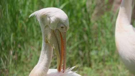 Eastern-White-pelican--cleaning-its-wings