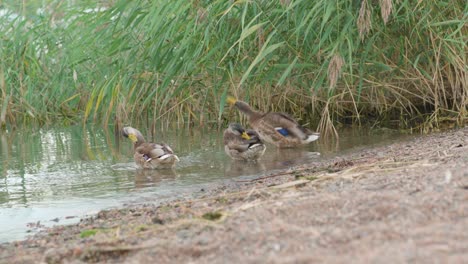 Three-mallards-grooming-their-feathers-at-the-shore