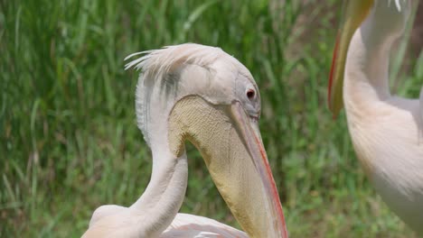 Eastern-White-pelican-head-close-up-cleaning-its-wings-with-its-large-yellow-beak