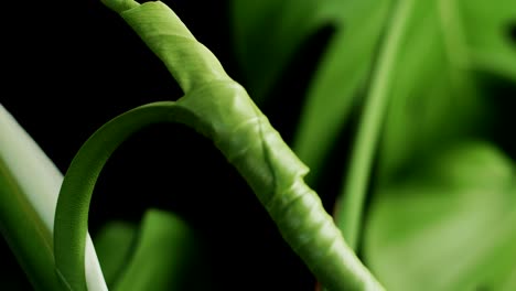 Rolling-Leaf-Of-Monstera-Deliciosa-Indoor-Plant.-Closeup