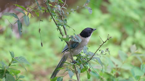 Adult-Azure-winged-Magpie-Bird-Resting-on-Thin-Tree-Branch-and-Fly-Away