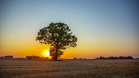 Static-shot-sunset-over-a-ripe-wheat-field-during-evening-time-in-timelapse