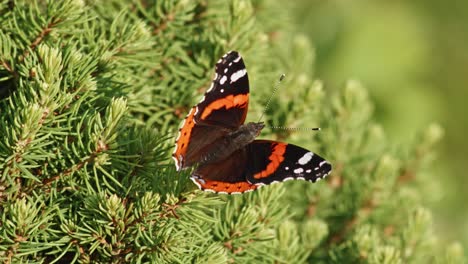 Red-Admiral-Butterfly-Perched-On-Green-Foliage---close-up