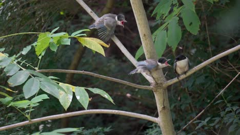Hungry-Young-Azure-winged-Magpie-Bird-fledglings-Scream-to-Mother-to-Bring-Food-While-Resting-on-a-Tree-Branch-in-Forest