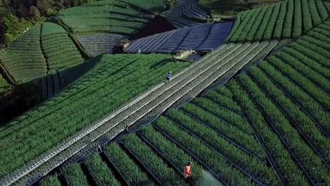 Aerial-top-down-shot-of-worker-on-plantation-on-mountain-spreading-plant-protection-agent-on-plants