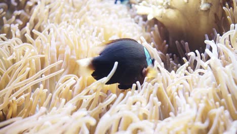 Close-Up-Of-A-Blue-Stripe-Clownfish-swimming-around-anemone-an-a-shallow-reef-in-an-public-aquarium