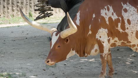 Ankole-Watusi-Cow-At-the-farm