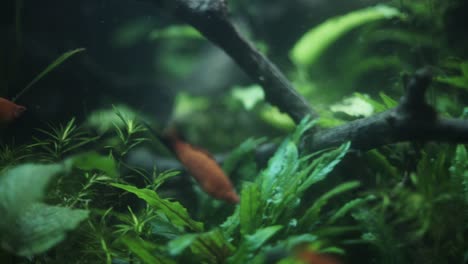 Two-red-swordtails-near-underwater-plant-in-aquarium