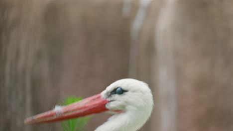 Close-up-of-white-stork-head