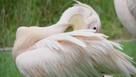 Der-östliche-Weiße-Pelikan-Putzt-Federn-Mit-Seinem-Schnabel---Nahaufnahme