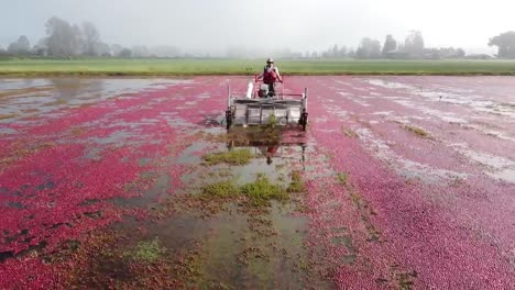 Farmer-doing-Cranberry-wet-harvesting-in-bog,-Dolly-out-drone-shot