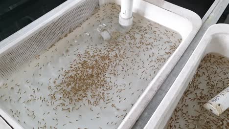 Aquaculture-centre,-recently-hatched-tiny-tilapia-fish-fry-in-an-incubator-tank-setup-at-a-fish-farming-hatchery