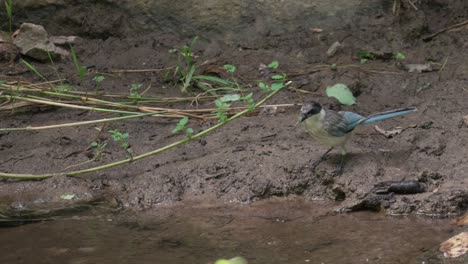 Azure-winged-magpie-birds-standing-in-a-mud-by-the-stream-water