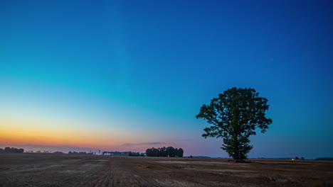 Static-shot-of-ripe-wheat-field-during-evening-time-in-timelapse