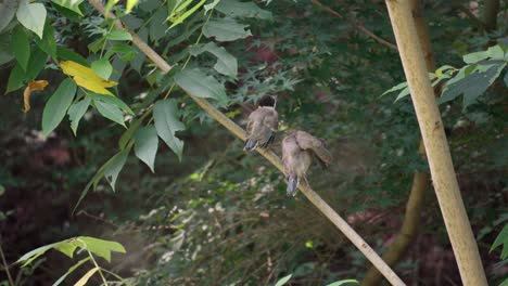 Zwei-Junge-Azurflügelige-Elstervogelnestlinge-Thront-Auf-Einem-Baumast-Im-Wald-Von-Seoul,-Südkorea