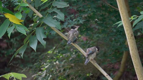 Young-Azure-winged-Magpie-Bird-Fledglings-on-a-Branch-in-Seoul-Forest,-South-Korea