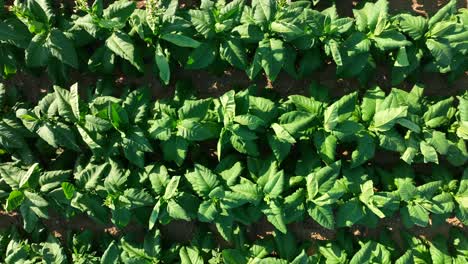 Top-down-aerial-above-tobacco-plants