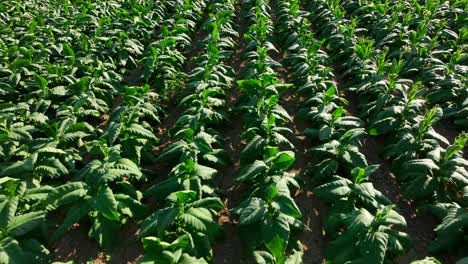 Aerial-flight-above-tobacco-plants