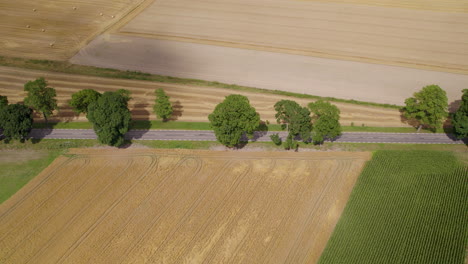 Empty-countryside-road-in-tree-alley,-drone-view-from-above