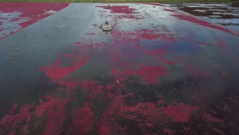 Cranberries-bog-wet-harvest-in-Wisconsin,-USA,-dolly-in-aerial-shot