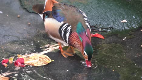 Beautiful-mandarin-duck,-aix-galericulata,-with-stunning-multicolored-iridescent-plumage,-standing-on-pond-shore,-dipping-its-beak-into-the-water,-foraging-for-feeds,-close-up-shot-at-wildlife-park